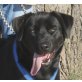 Black, Labrador Mix - Rüde