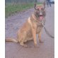 Black Malinois sucht sportliches Zuhause, Malinois - Rüde