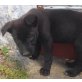 Black Pearl, Bezaubernde Welpendame sucht Sie! Welpen - Hündin