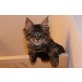 Black Pearl WildWilliwaws, Maine Coon - Katze