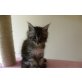 Black-Silver-tabby Maine Coon mit Stammbaum!, Maine Coon - Katze