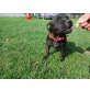 Black Sugar Of-Roots-Staff, Staffordshire-Bullterrier Welpen - Hündin