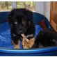 Black Tri, Australian Shepherd Dog Welpen - Rüde