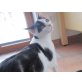 Black & White, Geschwisterpaar sucht DRINGEND  - Kater