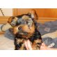 Black and Tan, Yorkshire Terrier Welpen - Rüde