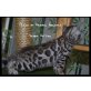 Black-brown-rosetted Girl, Bengalkatze - Katze