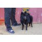 Black, lieber Pomerian Spitz - Rüde