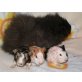 Black tan,Black Otter mit weiß.gold/weiß, CH-Teddy - männlich