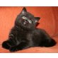 Blackberry, Britisch Kurzhaarkatze - Katze