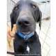 Blackie, Labrador Mix - Rüde
