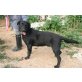Blackie, Labrador-Mix, geb. Januar 2013, ca. - Rüde