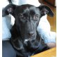 Blackie, Mischling - Hündin