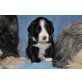 Blackjack, Bearded Collie - Rüde