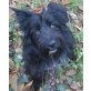 Blacky, Affenpinscher - Rüde