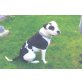 Blacky, Amerikanischer Staffordshire-Terrier - Rüde