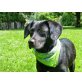Blacky, Blacky sucht geduldige Menschen - Rüde