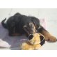 Blacky, Griffon-Mix-Welpe sucht zuhause oder PS - Rüde