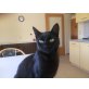 Blacky, Hauskatze - Kater