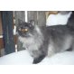 Blacky, Highlander - Kater