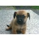 Blacky, Jack Rassel Pinscher Welpen - Rüde