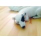 Blacky, Jack-Russell-Terrier - Rüde