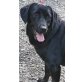Blacky, Labrador- Mix - Hündin