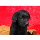 Blacky, Labrador Retriever Welpen - Rüde