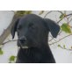 Blacky, Mischling - Rüde