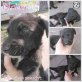 Blacky, Mischling Welpen - Rüde