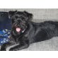 Blacky, Mix - Rüde
