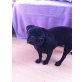 Blacky, Mops Welpen - Rüde
