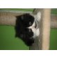 Blacky, Perser - Kater