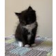 Blacky, Perser mit Nase - Kater