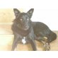 Blacky, Schäferhund Mix - Rüde