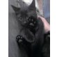 Blacky, Screamy, Hauskatze - Katze