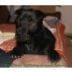 Blacky, SharPei-Labrador-Mischling Welpen - Rüde
