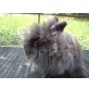 Blacky, Teddyzwerge - weiblich
