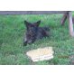 Blacky, Terrierliebhaber gesucht - Rüde