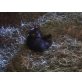 Blacky,Timmi und Lady, Hauskatze - Kater