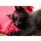 Blacky, Wohnungskatzer, Freigang möglich, Mischling - Kater