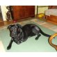 Blacky (bea- fil) Der schöner Labrador Mischl - Rüde