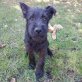 Blacky ist schlau und lernbereit, Kleiner süßer Mischling Welpen - Rüde