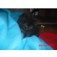 Blacky, persar und hauskatze - Kater