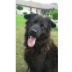 Blacky (sil-birn) sucht dringend aktive und s - Rüde