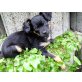 Blacky und Muk, Russkiy Toy - Rüde