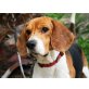 Blake, Beagle - Rüde