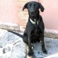 Blaky, Deutsche Dogge/Labrador Mix - Rüde