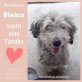 Blanca, Bobtal-Puli-Mix - Hündin