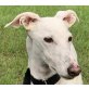 Blanca, Galgo Español - Hündin