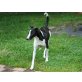 Blanca, Mix - Hündin